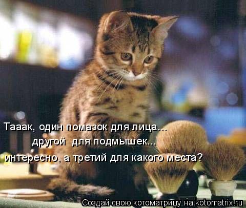 Тааак, один помазок для лица... другой для подмышек... интересно, а третий для какого места?... Котоматрица: Тааак, один помазок для лица... другой для подмышек... интересно, а третий для какого места?
