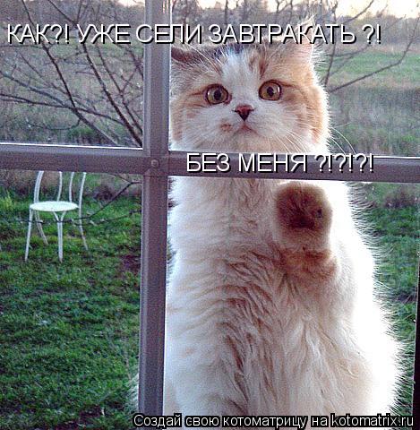 КАК?! УЖЕ СЕЛИ ЗАВТРАКАТЬ ?! БЕЗ МЕНЯ ?!?!?!... Котоматрица: КАК?! УЖЕ СЕЛИ ЗАВТРАКАТЬ ?! БЕЗ МЕНЯ ?!?!?!