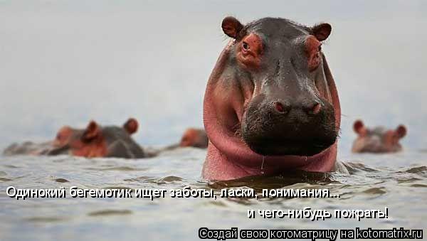 Одинокий бегемотик ищет заботы, ласки, понимания... и чего-нибудь пожрать!... Котоматрица: Одинокий бегемотик ищет заботы, ласки, понимания... и чего-нибудь пожрать!