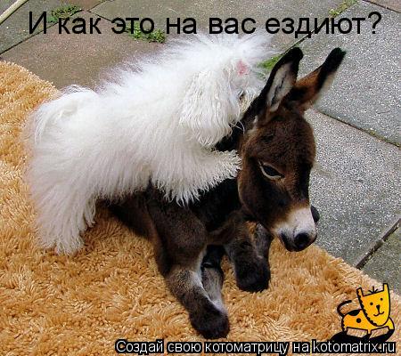 И как это на вас ездиют?... Котоматрица: И как это на вас ездиют?
