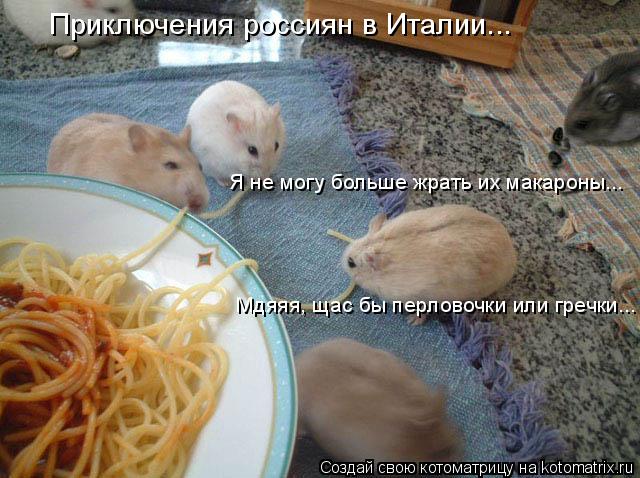 Приключения россиян в Италии... Я не могу больше жрать их макароны... Мдяяя, щас бы перловочки или гр... Котоматрица: Приключения россиян в Италии... Я не могу больше жрать их макароны... Мдяяя, щас бы перловочки или гречки...