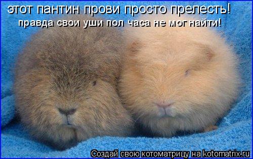 этот пантин прови просто прелесть! правда свои уши пол часа не мог найти!... Котоматрица: этот пантин прови просто прелесть! правда свои уши пол часа не мог найти!