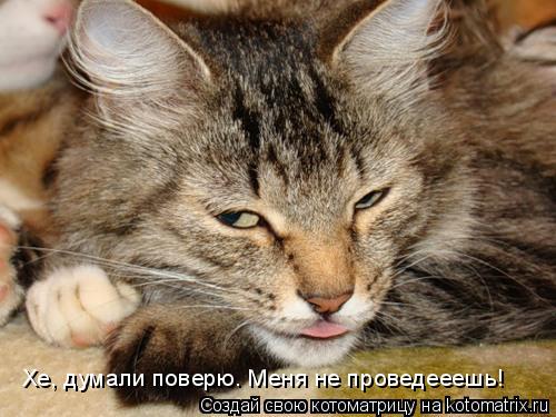 Хе, думали поверю. Меня не проведееешь!... Котоматрица: Хе, думали поверю. Меня не проведееешь!