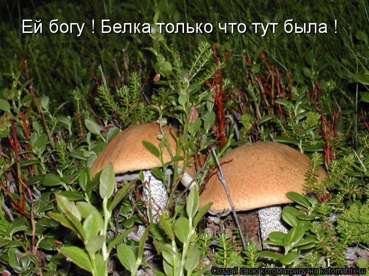 Ей богу ! Белка только что тут была !... Котоматрица: Ей богу ! Белка только что тут была !