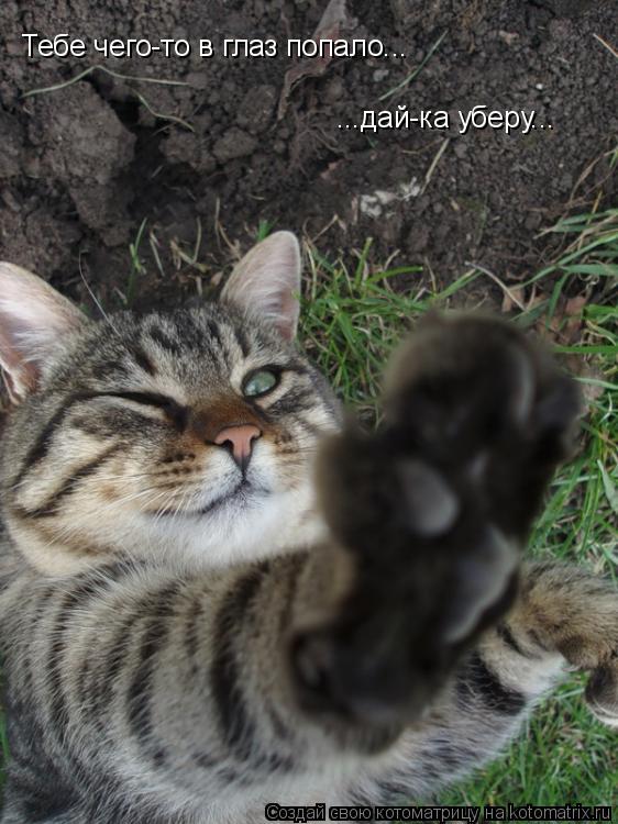 Тебе чего-то в глаз попало... ...дай-ка уберу...... Котоматрица: Тебе чего-то в глаз попало... ...дай-ка уберу...
