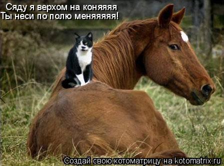 Сяду я верхом на коняяяя Ты неси по полю меняяяяя!... Котоматрица: Сяду я верхом на коняяяя Ты неси по полю меняяяяя!