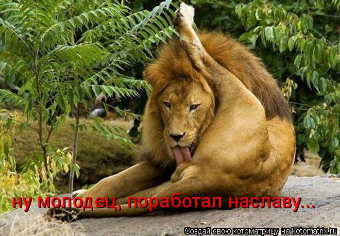 Котоматрица: ну молодец, поработал наславу...