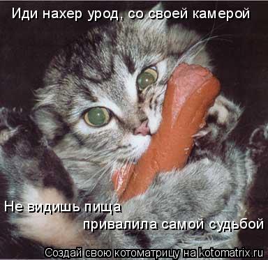 Иди нахер урод, со своей камерой Не видишь пища привалила самой судьбой... Котоматрица: Иди нахер урод, со своей камерой Не видишь пища привалила самой судьбой