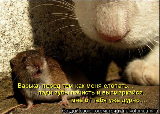 Васька, перед тем как меня слопать... пади зубы пачисть и высмаркайся... мне от тебя уже дурно....... Котоматрица: Васька, перед тем как меня слопать... пади зубы пачисть и высмаркайся... мне от тебя уже дурно....