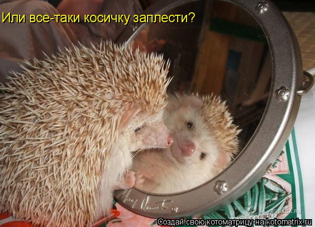 Или все-таки косичку заплести?... Котоматрица: Или все-таки косичку заплести?