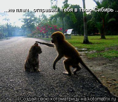 ...не плач , отправим тебя в твою Сибирь ..... Котоматрица: ...не плач , отправим тебя в твою Сибирь ..