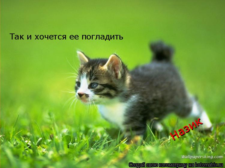 Так и хочется ее погладить Назик... Котоматрица: Так и хочется ее погладить Назик