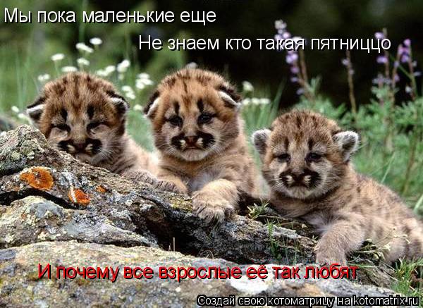 Мы пока маленькие еще Не знаем кто такая пятниццо И почему все взрослые её так любят... Котоматрица: Мы пока маленькие еще Не знаем кто такая пятниццо И почему все взрослые её так любят