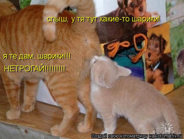 слыш, у тя тут какие-то шарики! я те дам, шарики!!! НЕТРОГАЙ!!!!!!!!!... Котоматрица: слыш, у тя тут какие-то шарики! я те дам, шарики!!! НЕТРОГАЙ!!!!!!!!!