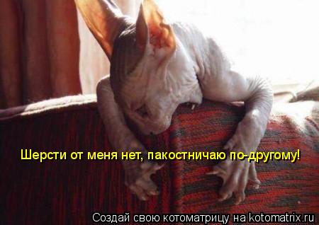 Шерсти от меня нет, пакостничаю по-другому!... Котоматрица: Шерсти от меня нет, пакостничаю по-другому!