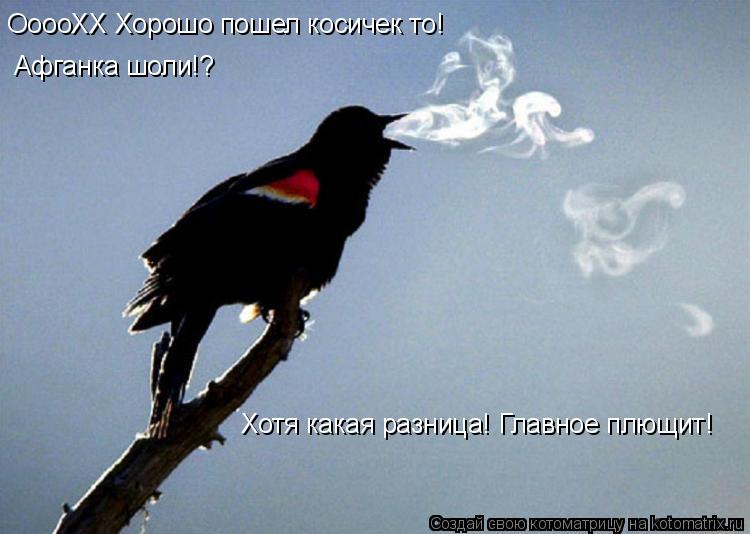 ОоооХХ Хорошо пошел косичек то! Афганка шоли!? Хотя какая разница! Главное плющит!... Котоматрица: ОоооХХ Хорошо пошел косичек то! Афганка шоли!? Хотя какая разница! Главное плющит!