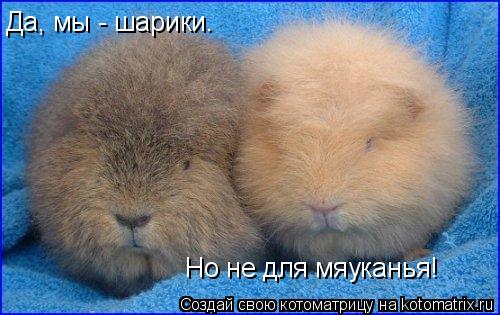 Да, мы - шарики. Но не для мяуканья!... Котоматрица: Да, мы - шарики. Но не для мяуканья!