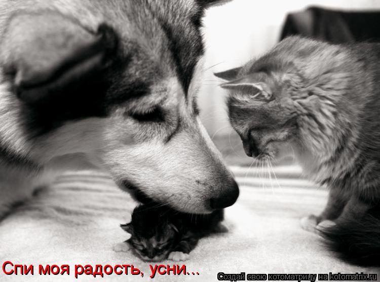 Спи моя радость, усни...... Котоматрица: Спи моя радость, усни...