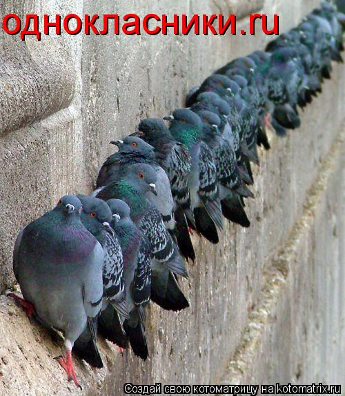 однокласники.ru... Котоматрица: однокласники.ru