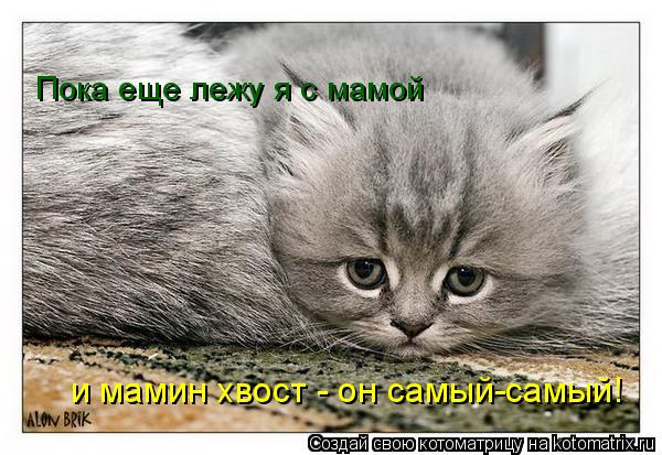 Пока еще лежу я с мамой и мамин хвост - он самый-самый!... Котоматрица: Пока еще лежу я с мамой и мамин хвост - он самый-самый!