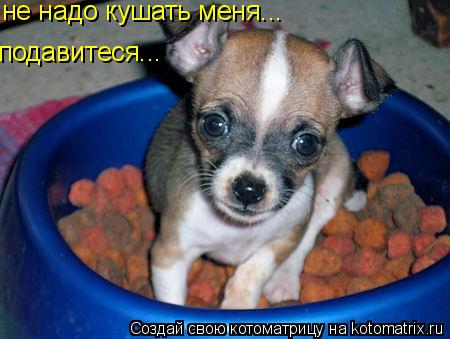 не надо кушать меня... подавитеся...... Котоматрица: не надо кушать меня... подавитеся...
