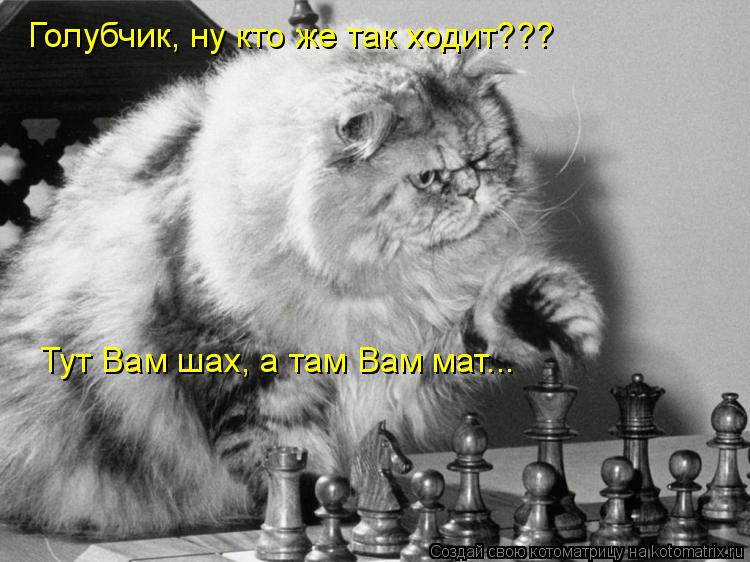 Голубчик, ну кто же так ходит??? Тут Вам шах, а там Вам мат...... Котоматрица: Голубчик, ну кто же так ходит??? Тут Вам шах, а там Вам мат...