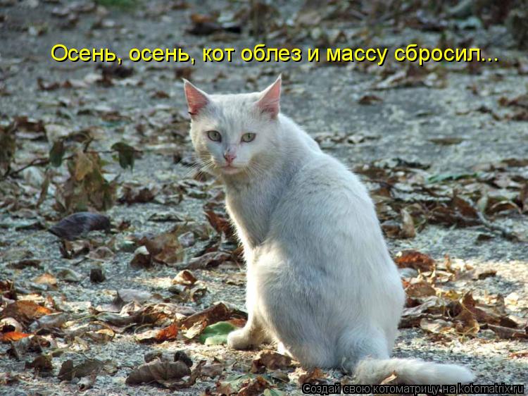 Осень, осень, кот облез и массу сбросил...... Котоматрица: Осень, осень, кот облез и массу сбросил...
