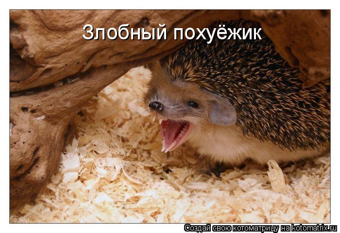 Злобный похуёжик... Котоматрица: Злобный похуёжик