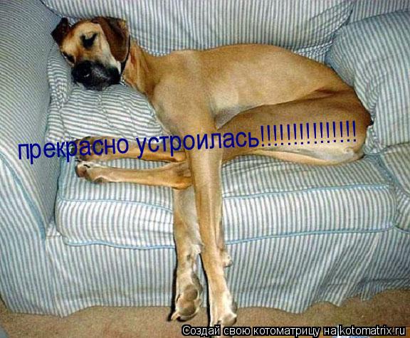 прекрасно устроилась!!!!!!!!!!!!!!!... Котоматрица: прекрасно устроилась!!!!!!!!!!!!!!!
