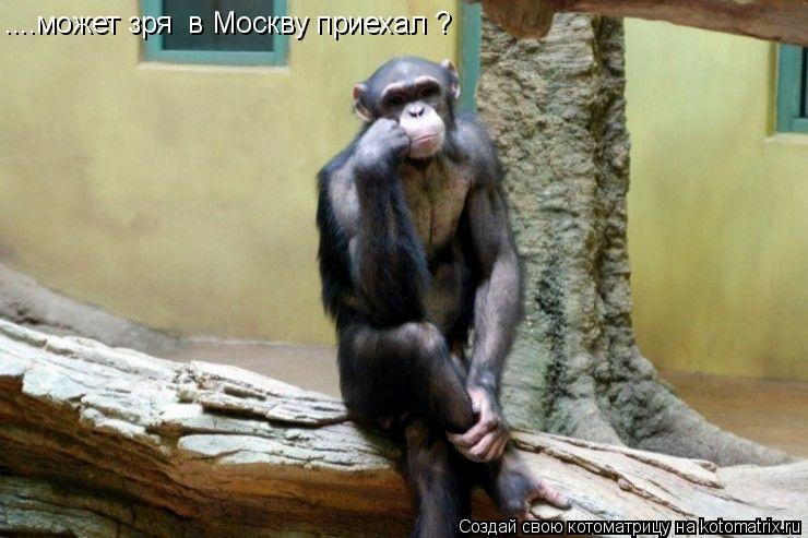 ....может зря в Москву приехал ?... Котоматрица: ....может зря в Москву приехал ?