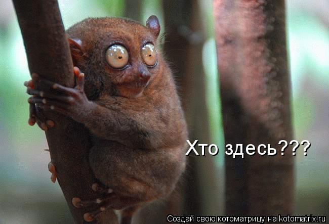 Котоматрица: Хто здесь???