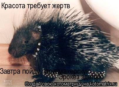 Красота требует жертв Завтра пойду парикмахерскую Эрокез зделаю... Котоматрица: Красота требует жертв Завтра пойду парикмахерскую Эрокез зделаю