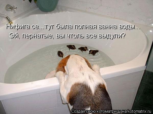 Нифига се...тут была полная ванна воды... Эй, пернатые, вы чтоль все выдули?... Котоматрица: Нифига се...тут была полная ванна воды... Эй, пернатые, вы чтоль все выдули?