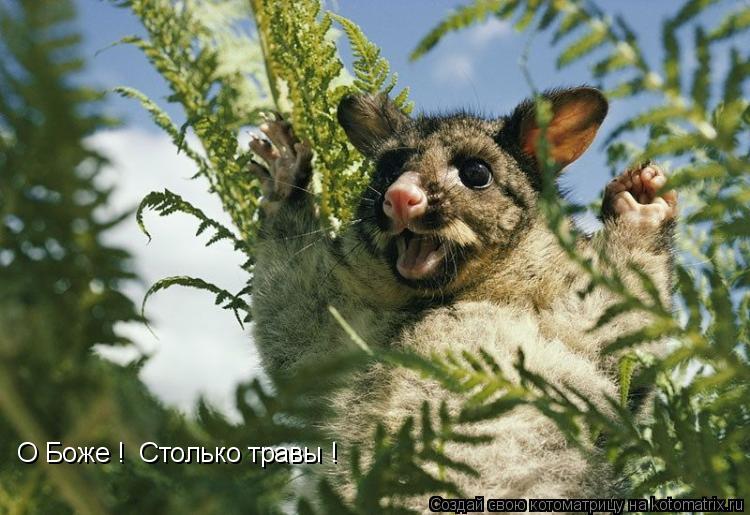 О Боже ! Столько травы !... Котоматрица: О Боже ! Столько травы !