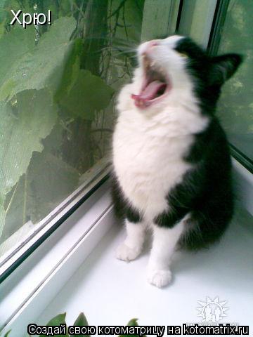 Хрю!... Котоматрица: Хрю!