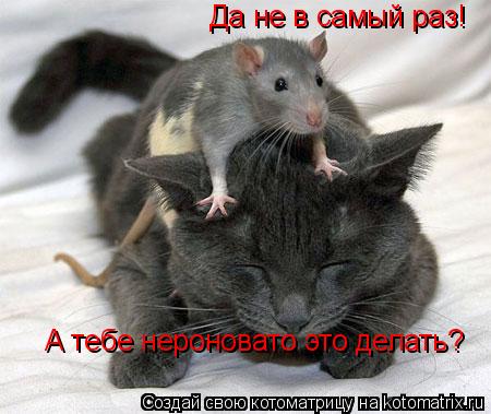 А тебе нероновато это делать? Да не в самый раз!... Котоматрица: А тебе нероновато это делать? Да не в самый раз!