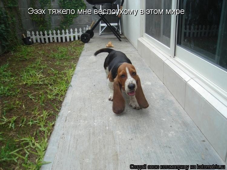 Эээх тяжело мне веслоухому в этом мире... Котоматрица: Эээх тяжело мне веслоухому в этом мире