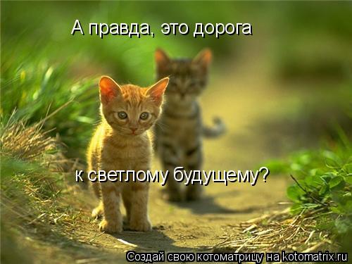А правда, это дорога к светлому будущему?... Котоматрица: А правда, это дорога к светлому будущему?