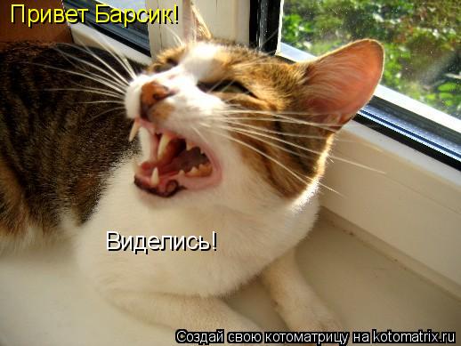 Привет Барсик! Виделись!... Котоматрица: Привет Барсик! Виделись!