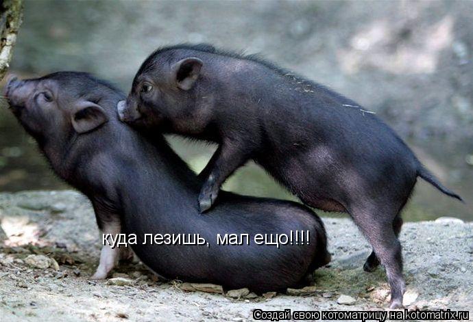 куда лезишь, мал ещо!!!!... Котоматрица: куда лезишь, мал ещо!!!!