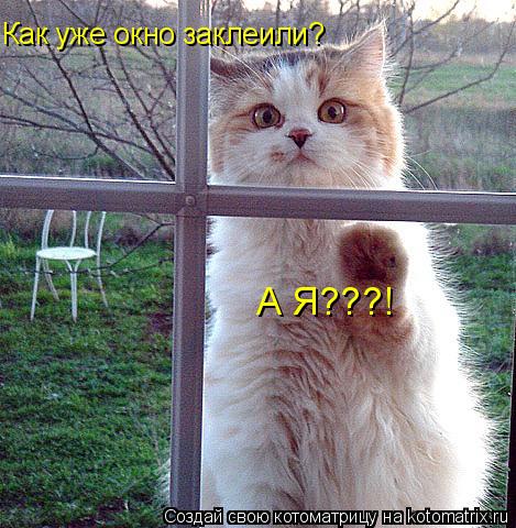 Как уже окно заклеили? А Я???!... Котоматрица: Как уже окно заклеили? А Я???!