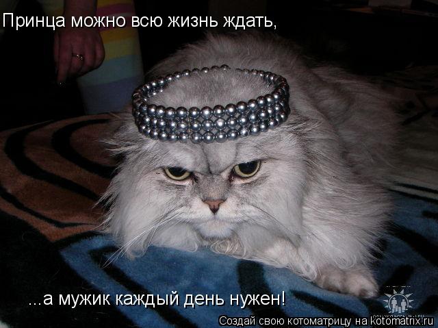 Принца можно всю жизнь ждать, ...а мужик каждый день нужен!... Котоматрица: Принца можно всю жизнь ждать, ...а мужик каждый день нужен!