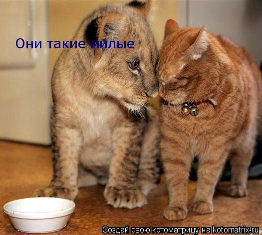 Они такие милые... Котоматрица: Они такие милые