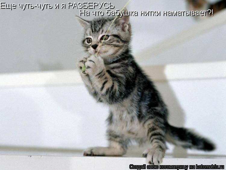 Еще чуть-чуть и я РАЗБЕРУСЬ На что бабушка нитки наматывает?!... Котоматрица: Еще чуть-чуть и я РАЗБЕРУСЬ На что бабушка нитки наматывает?!