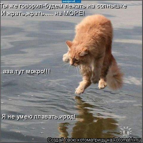 Ты же говорил-будем лежать на солнышке И жрать,жрать..... на МОРЕ! ааа,тут мокро!!! Я не умею плавать... Котоматрица: Ты же говорил-будем лежать на солнышке И жрать,жрать..... на МОРЕ! ааа,тут мокро!!! Я не умею плавать,ирод!