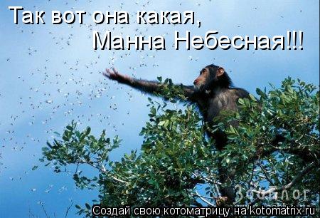 Так вот она какая, Манна Небесная!!!... Котоматрица: Так вот она какая, Манна Небесная!!!