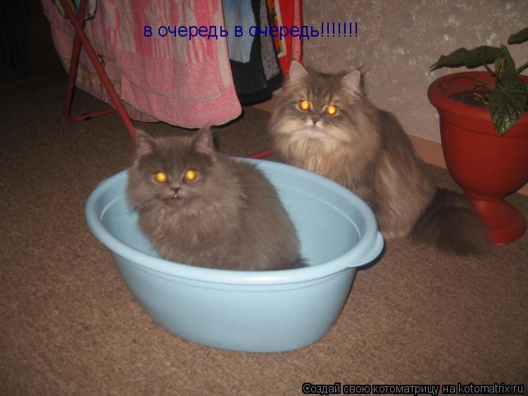 в очередь в очередь!!!!!!!... Котоматрица: в очередь в очередь!!!!!!!