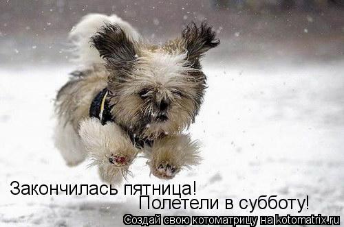 Закончилась пятница! Полетели в субботу!... Котоматрица: Закончилась пятница! Полетели в субботу!