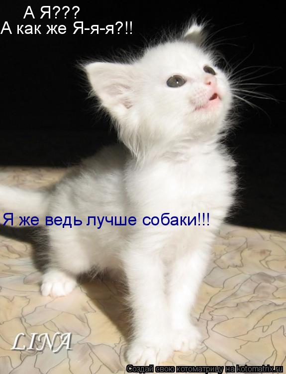А Я??? А как же Я-я-я?!! Я же ведь лучше собаки!!!... Котоматрица: А Я??? А как же Я-я-я?!! Я же ведь лучше собаки!!!