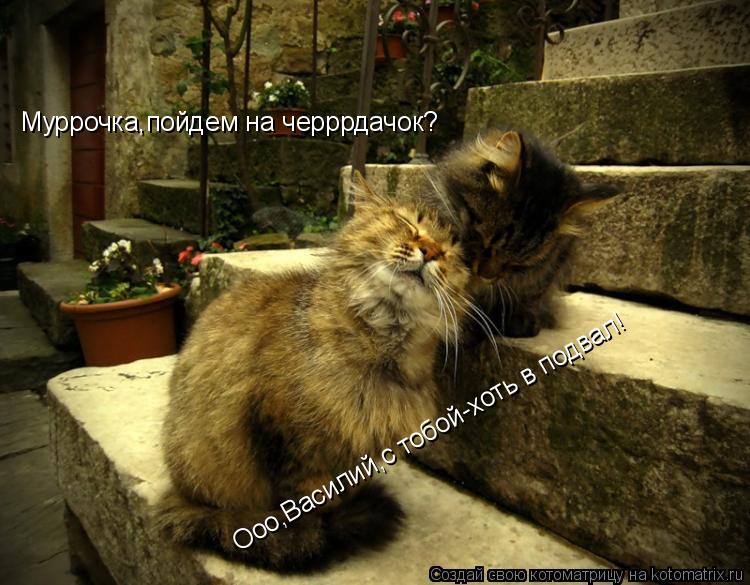 Муррочка,пойдем на черррдачок? Ооо,Василий,с тобой-хоть в подвал!... Котоматрица: Муррочка,пойдем на черррдачок? Ооо,Василий,с тобой-хоть в подвал!